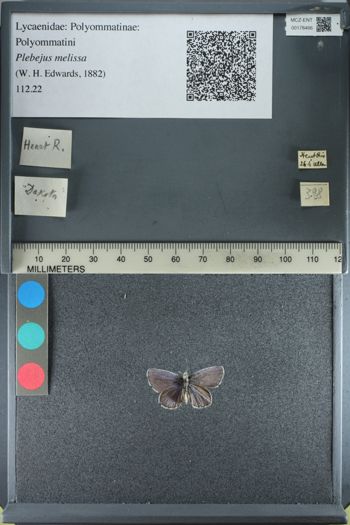 Media type: image;   Entomology 178466